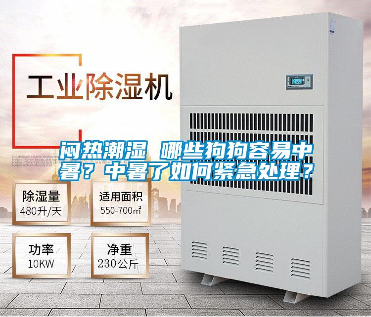 悶熱潮濕 哪些狗狗容易中暑？中暑了如何緊急處理？