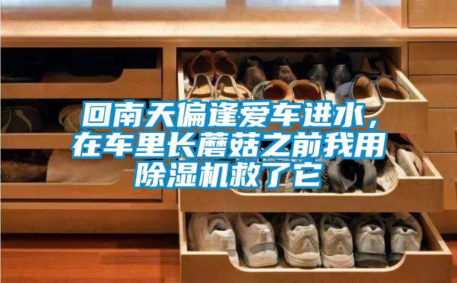 回南天偏逢愛車進(jìn)水，在車?yán)镩L蘑菇之前我用除濕機救了它